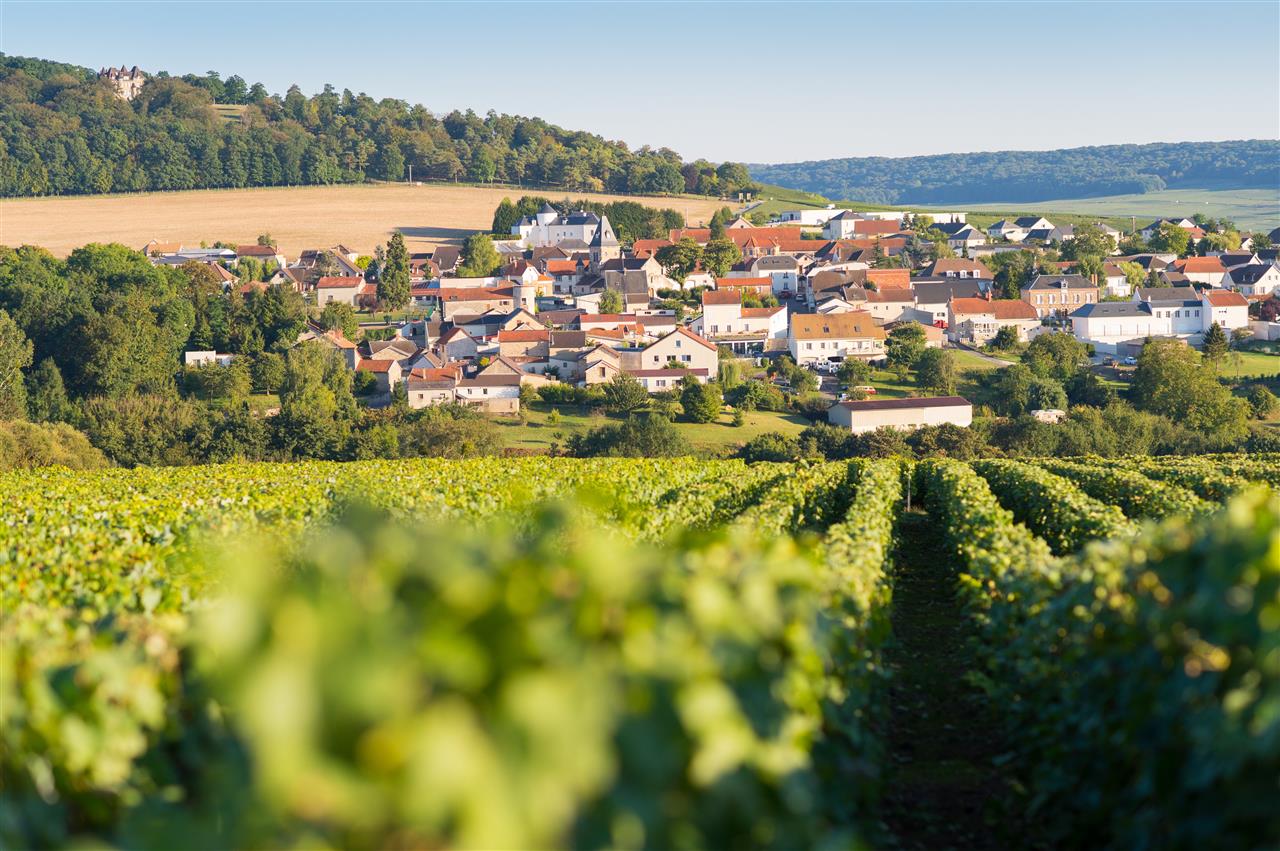 champagne-roger-constant-lemaire-vendanges-2016