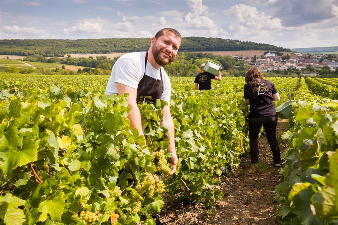 champagne-roger-constant-lemaire-vendanges-2018