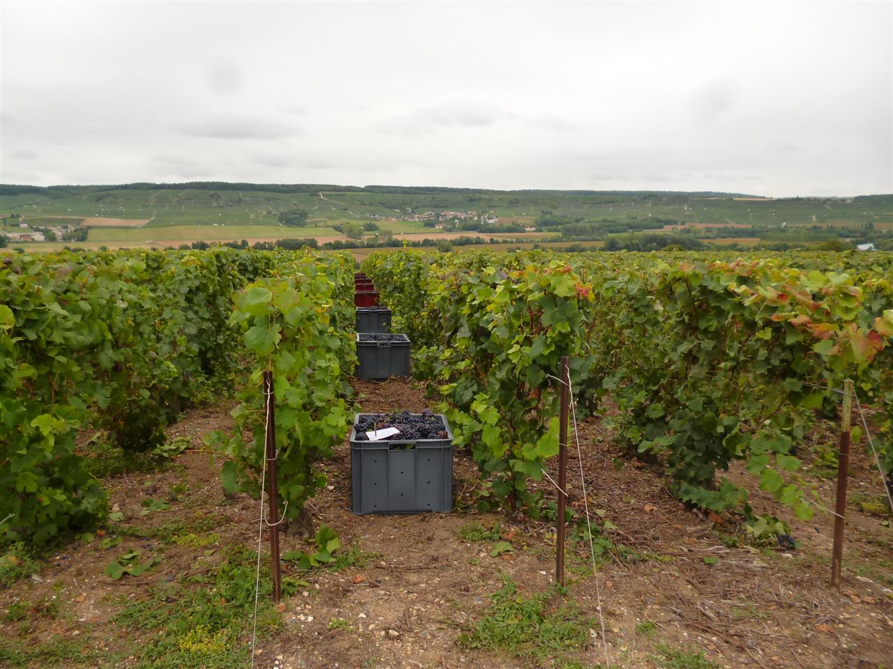 VIGNOBLE-5