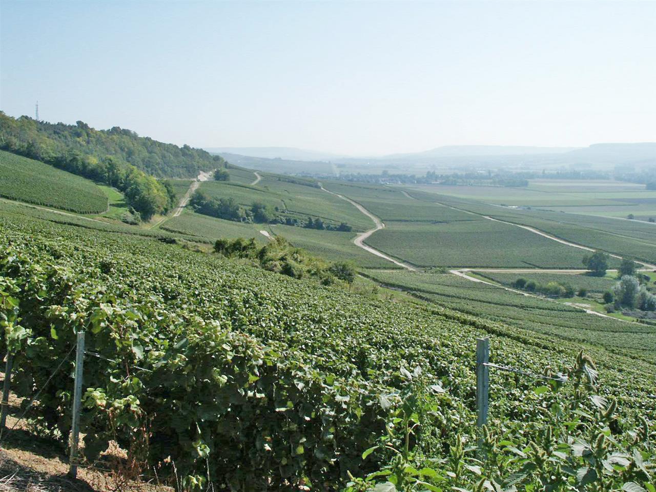 VIGNOBLE