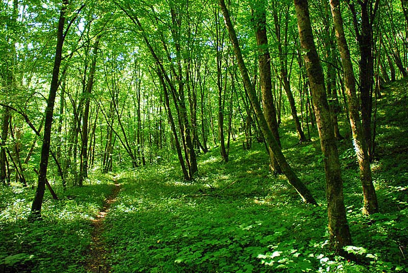FORET, MARAIS ET PELOUSES DU VAL CLAVIN