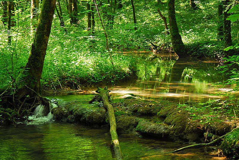 FORET, MARAIS ET PELOUSES DU VAL CLAVIN, Auberive - photo 16
