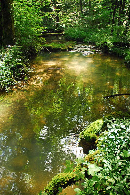 FORET, MARAIS ET PELOUSES DU VAL CLAVIN, Auberive - photo 12