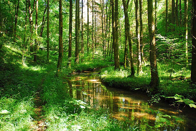 FORET, MARAIS ET PELOUSES DU VAL CLAVIN, Auberive - photo 3
