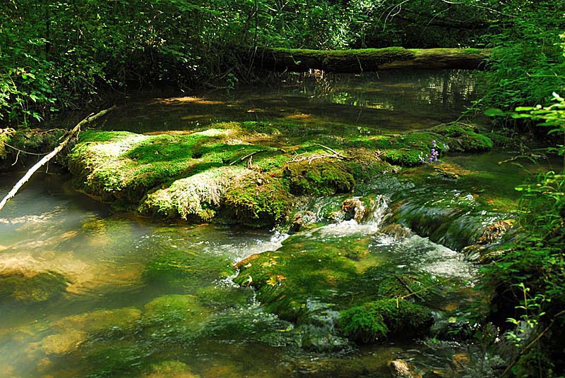 FORET, MARAIS ET PELOUSES DU VAL CLAVIN, Auberive - photo 17