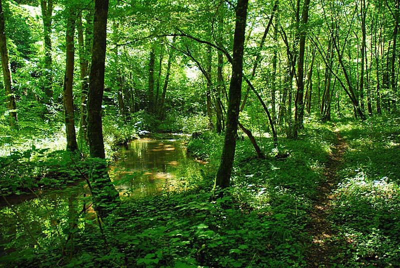 FORET, MARAIS ET PELOUSES DU VAL CLAVIN, Auberive - photo 5