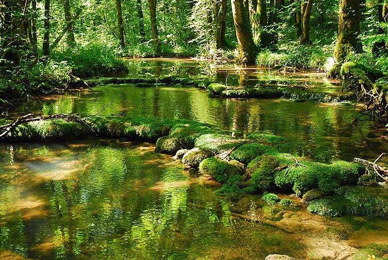 FORET, MARAIS ET PELOUSES DU VAL CLAVIN, Auberive - photo 4