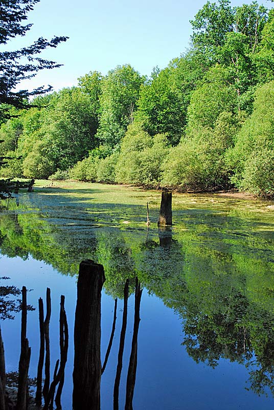 FORET, MARAIS ET PELOUSES DU VAL CLAVIN, Auberive - photo 15