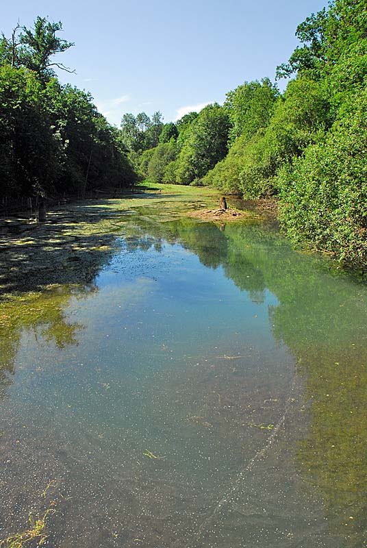 FORET, MARAIS ET PELOUSES DU VAL CLAVIN, Auberive - photo 11