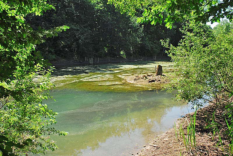 FORET, MARAIS ET PELOUSES DU VAL CLAVIN, Auberive - photo 13