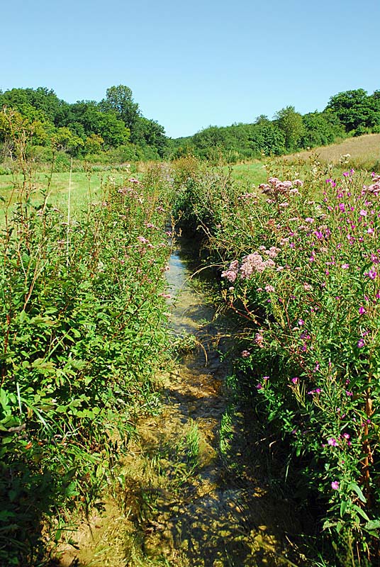 FORET, MARAIS ET PELOUSES DU VAL CLAVIN, Auberive - photo 14