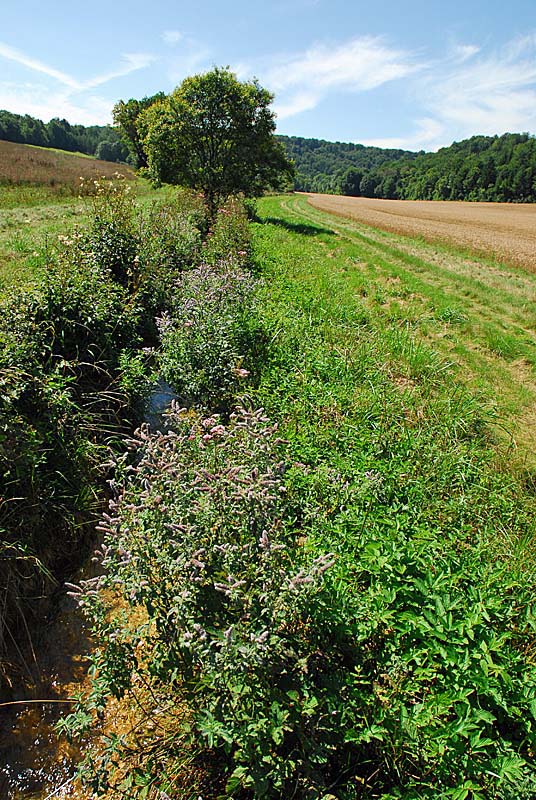 FORET, MARAIS ET PELOUSES DU VAL CLAVIN, Auberive - photo 8