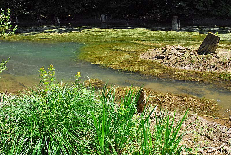 FORET, MARAIS ET PELOUSES DU VAL CLAVIN, Auberive - photo 6