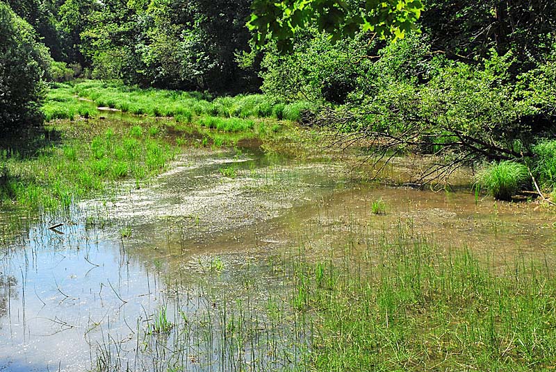 FORET, MARAIS ET PELOUSES DU VAL CLAVIN, Auberive - photo 2