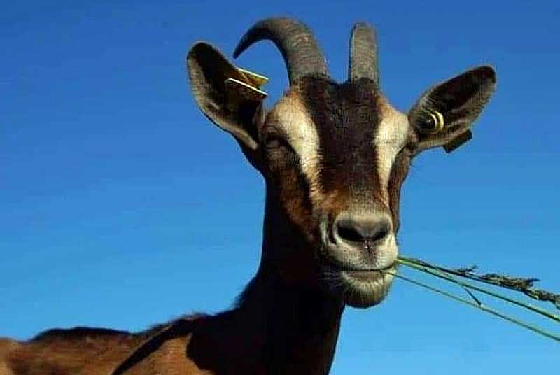 VALERIE A LA FERME DE MONTSAUGEON