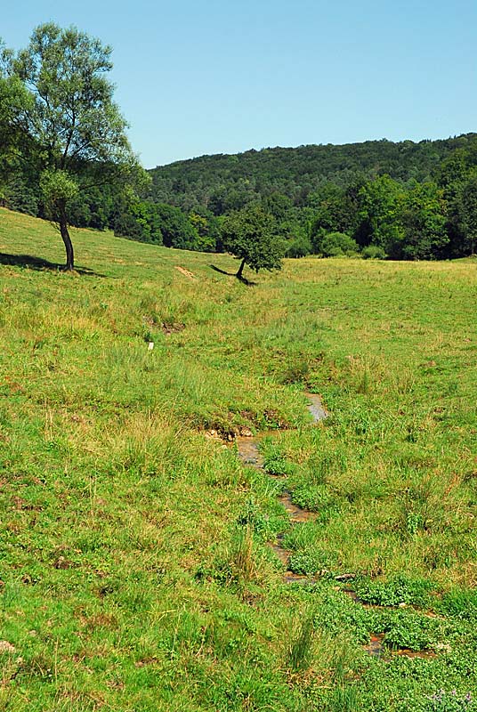 Vallon d'Amorey, Auberive - photo 3