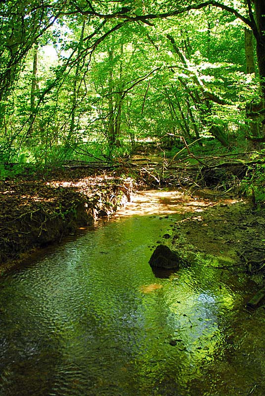 Vallon d'Amorey, Auberive - photo 6