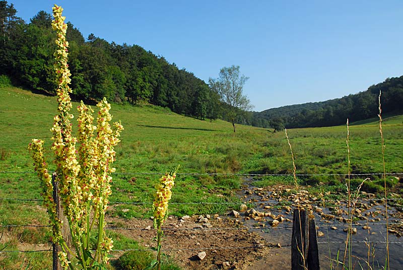 Vallon d'Amorey, Auberive - photo 4