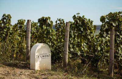 Vendanges Telmont x Botrys_extérieur_164