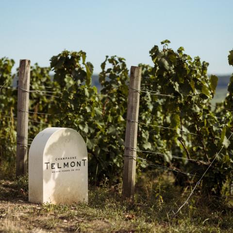 Vendanges Telmont x Botrys_extérieur_164