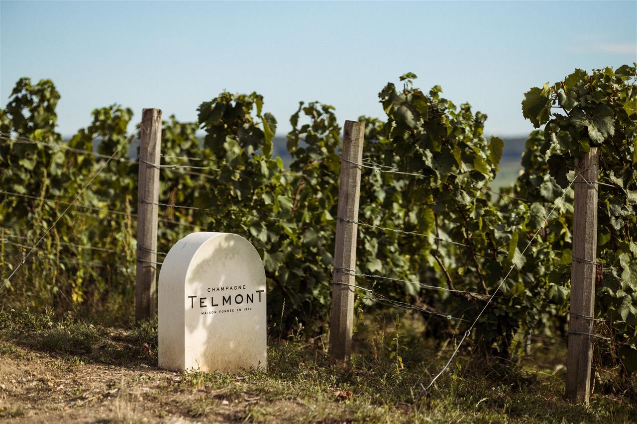 Vendanges Telmont x Botrys_extérieur_164