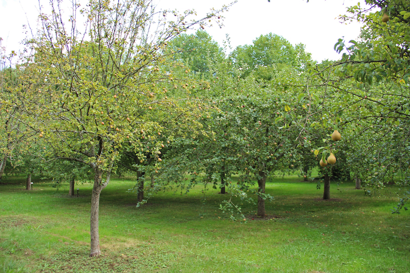 Verger Conservatoire - Dormans