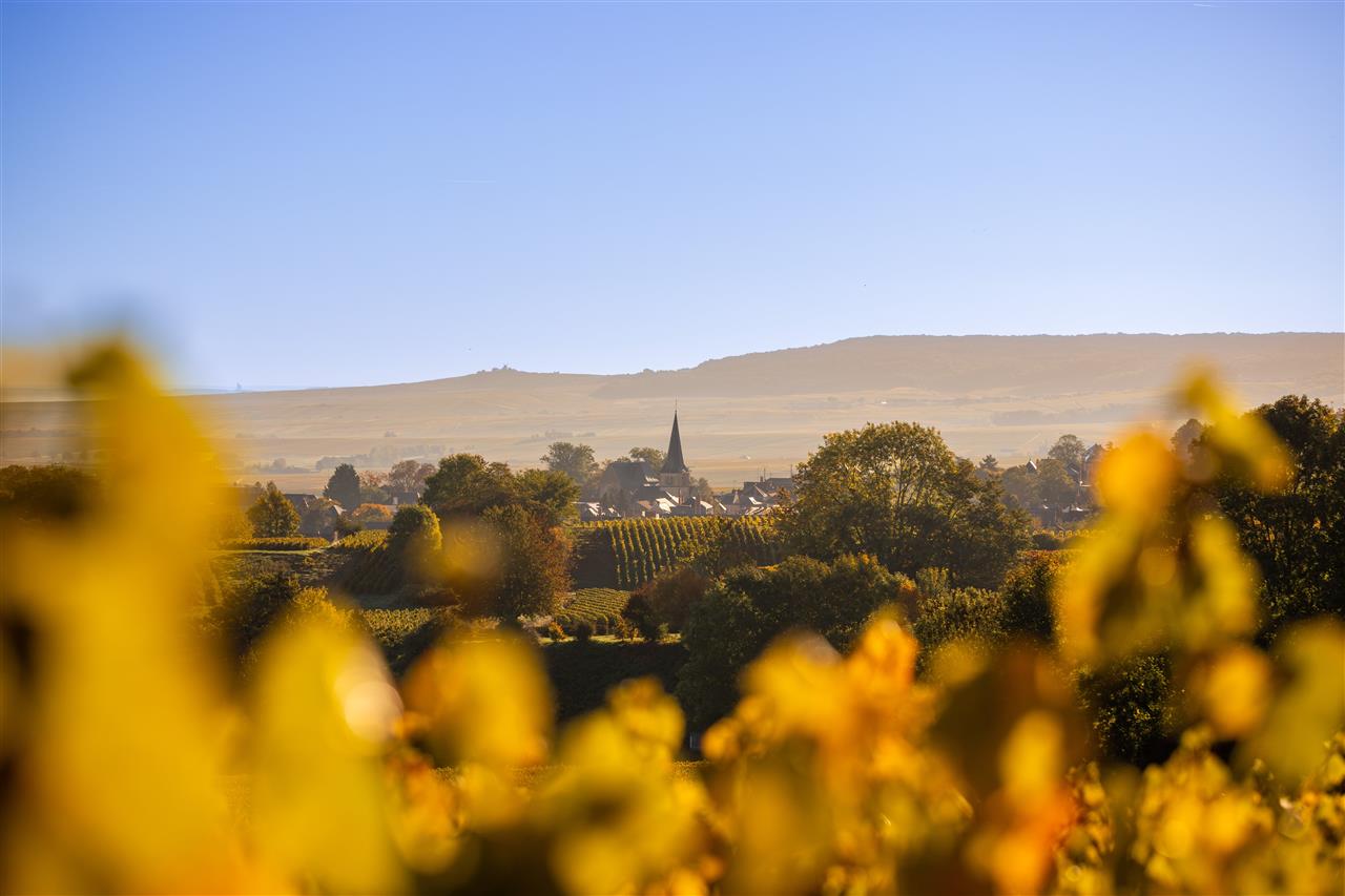Villers-Allerand---Vue-sur-Rilly-la-montagne--2--min