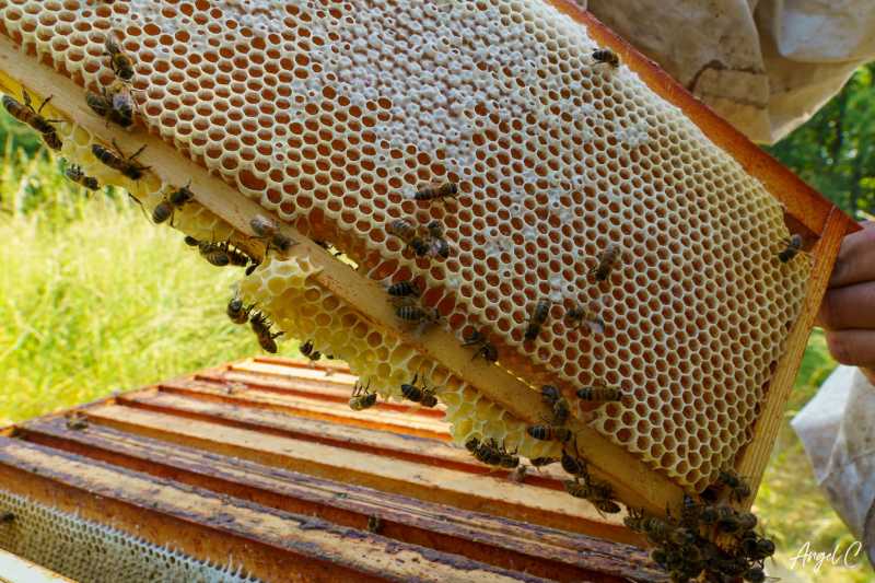 AU RUCHER DE THIVET - photo 3