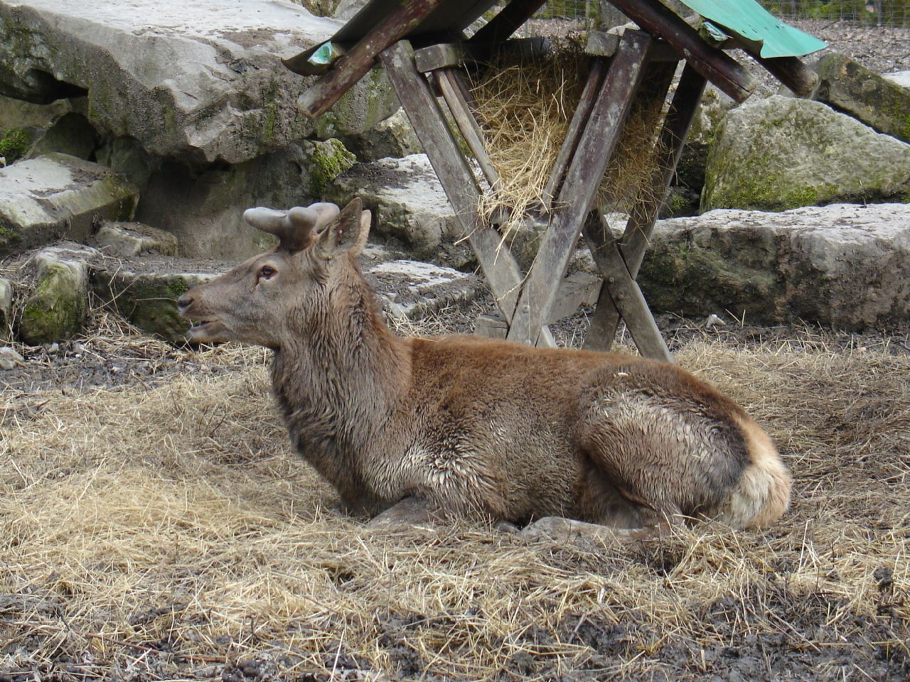 Chalet Gourmand du parc animalier de la Bannie — photo 3