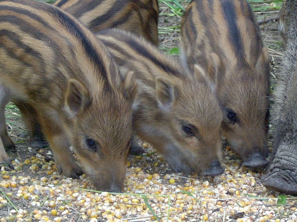 Parc animalier de La Bannie