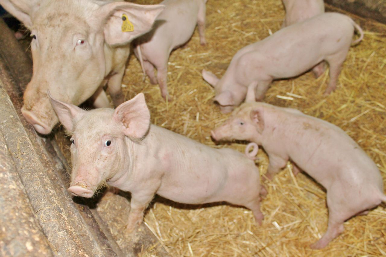 LA FERME DES GOURMANDISES, Daillancourt - photo 4