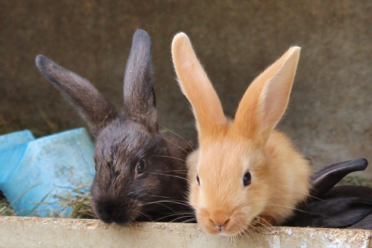 LA FERME DES GOURMANDISES
