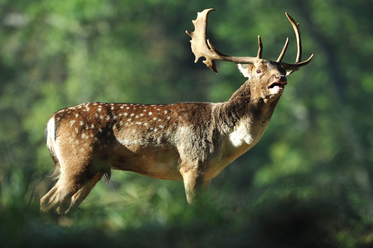 LE PARC AUX DAIMS DE CHATEAUVILLAIN, Châteauvillain