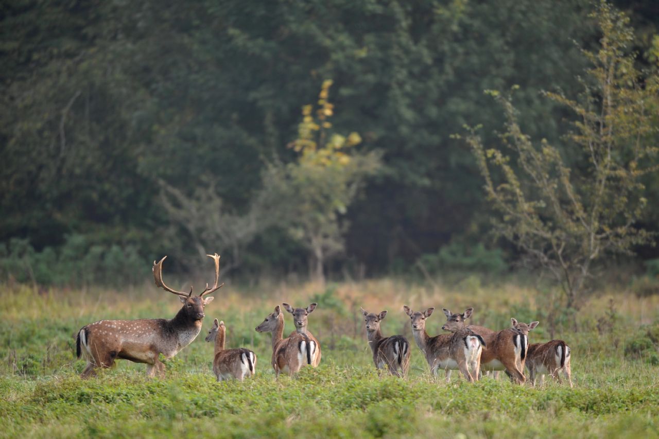 LE PARC AUX DAIMS DE CHATEAUVILLAIN, Châteauvillain - photo 5