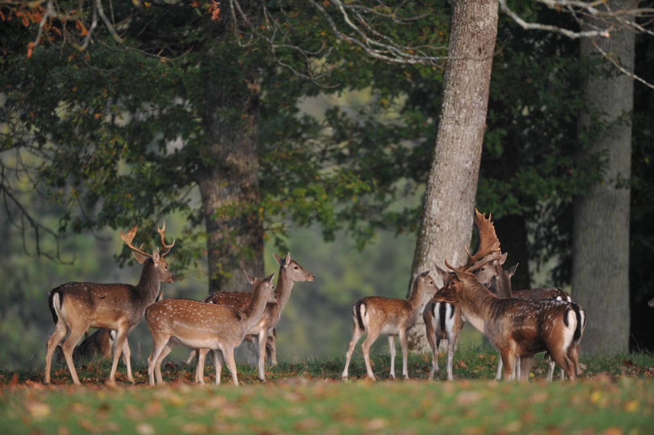LE PARC AUX DAIMS DE CHATEAUVILLAIN, Châteauvillain - photo 3