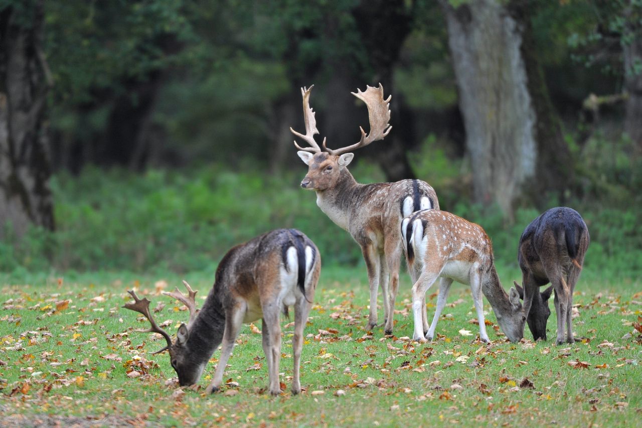 LE PARC AUX DAIMS DE CHATEAUVILLAIN, Châteauvillain - photo 2