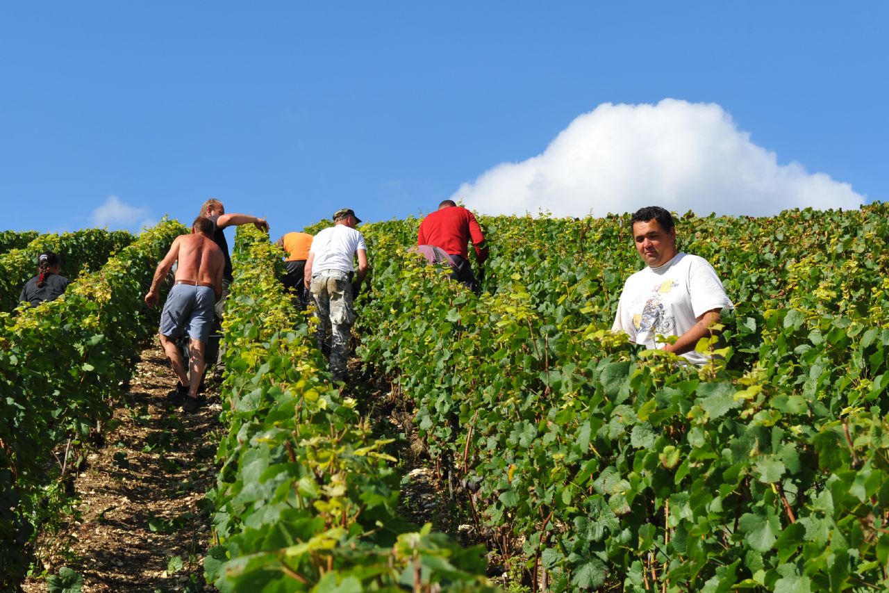 CHAMPAGNE NICOLAS BASS