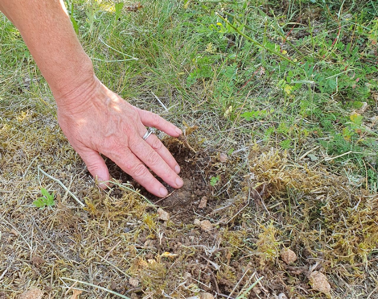 TRUFFES DU DOMAINE DES CLAIRS CHENES