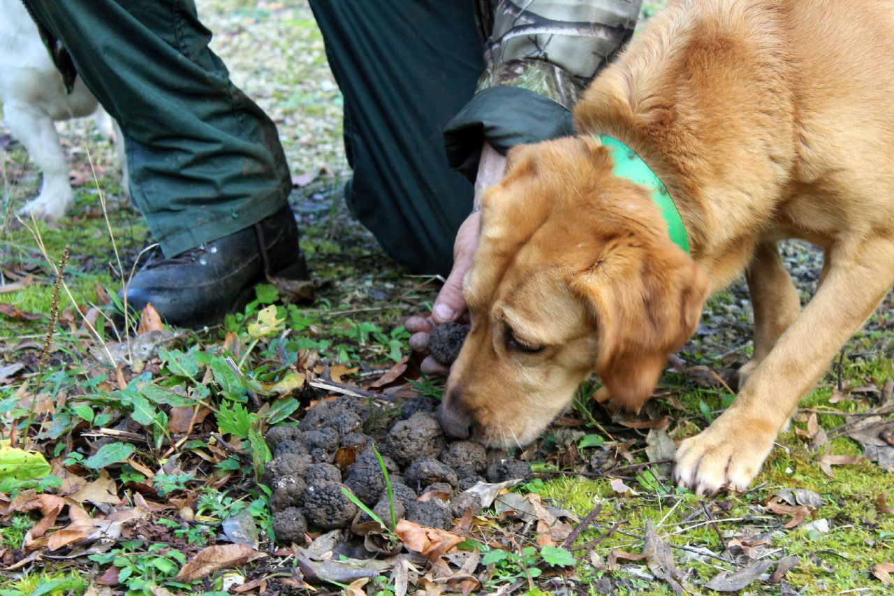 ASSOCIATION POUR LE DEVELOPPEMENT DE LA PRODUCTION ET DE LA PROMOTION DE LA TRUFFE EN HAUTE-MARNE