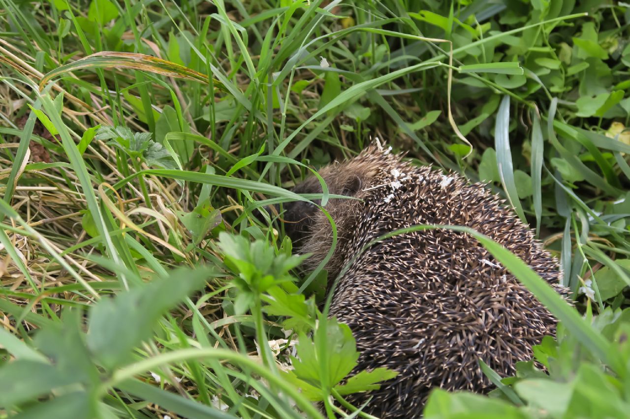 LE JARDIN DE L'EDEN, Châteauvillain - photo 2