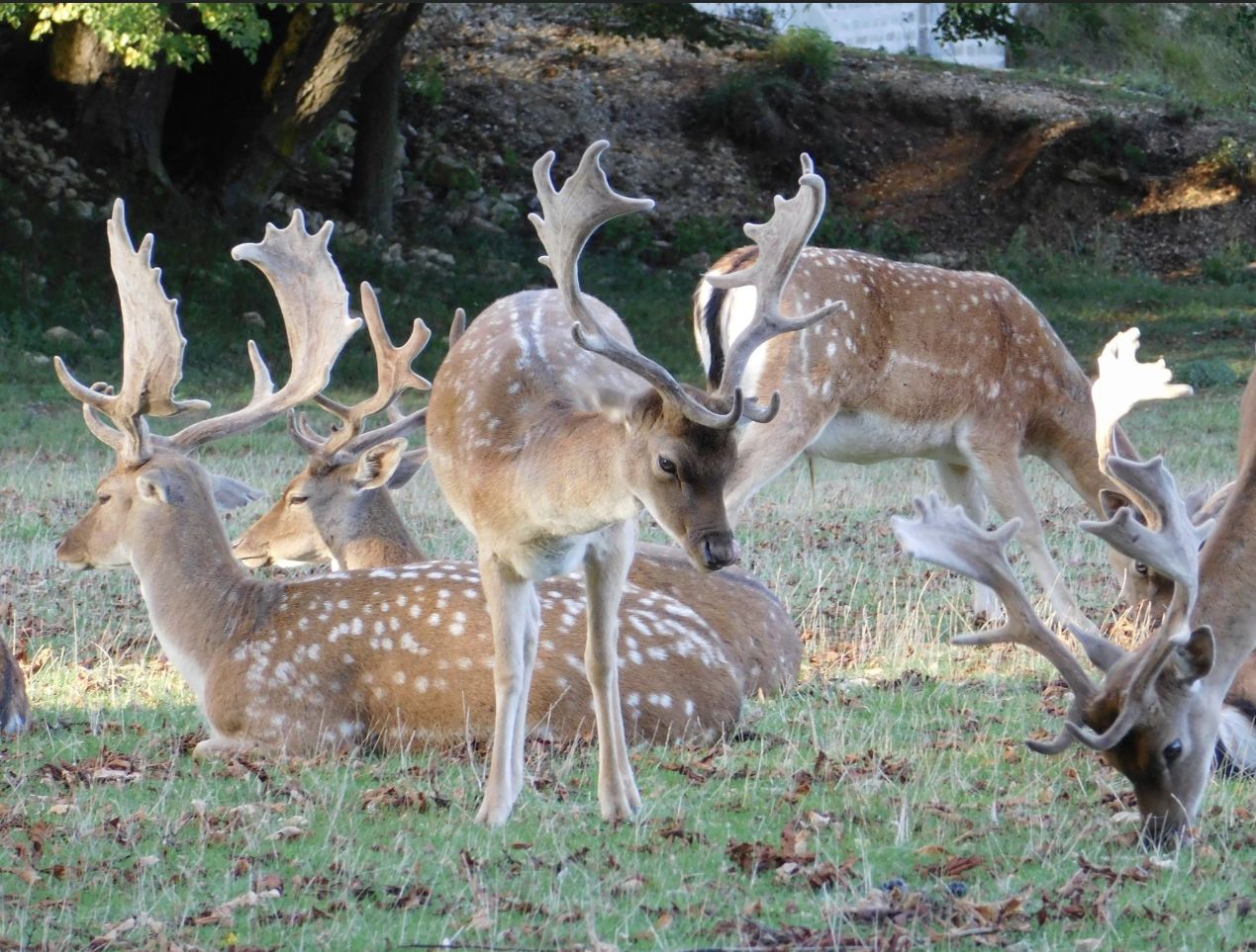 LE PARC AUX DAIMS DE CHATEAUVILLAIN