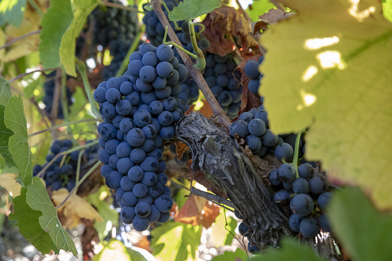 Champagne Daubanton et Fils — photo 2