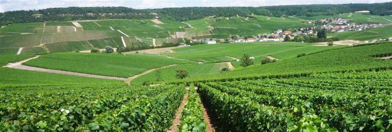 Champagne Driant Valentin - Grauves