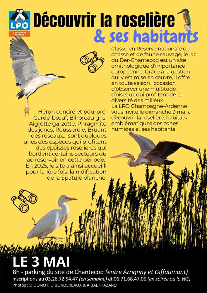 Découvrir la roselière et ses habitants