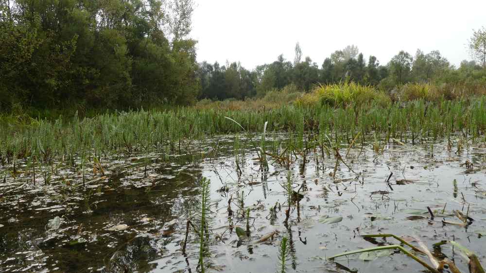 Découverte de la biodiversité des gravières de Larzicourt