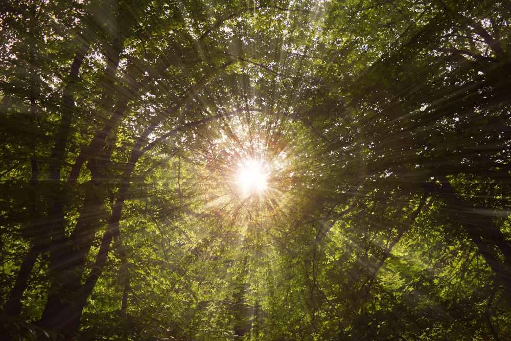 Récré Nature "Les secrets des arbres" à Larzicourt