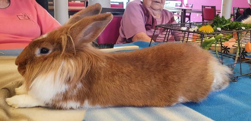 HANIMAÉ - MÉDIATION ANIMALE