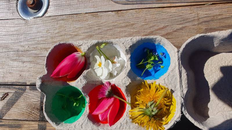 HANIMAÉ - MÉDIATION ANIMALE