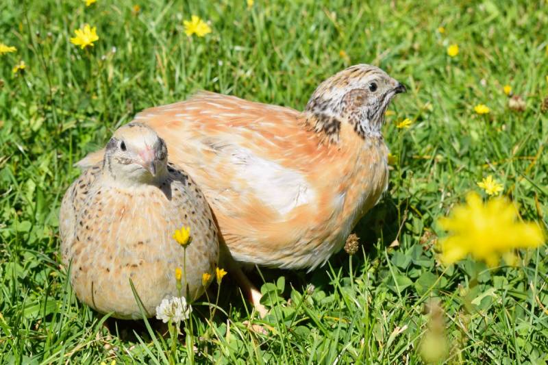 HANIMAÉ - MÉDIATION ANIMALE, Le Val-d'Esnoms - photo 4