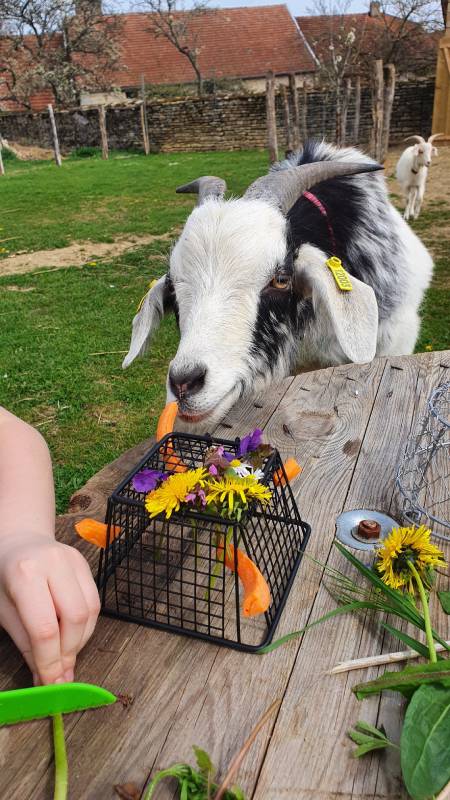 HANIMAÉ - MÉDIATION ANIMALE, Le Val-d'Esnoms